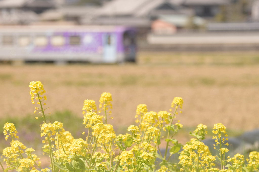 2018 春の北条鉄道