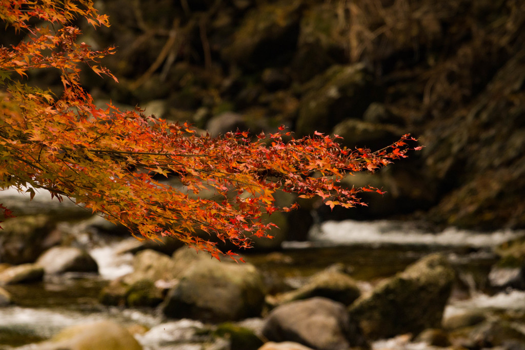 2017 紅葉