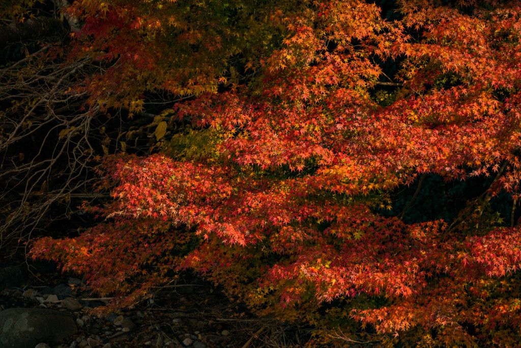 2017 紅葉