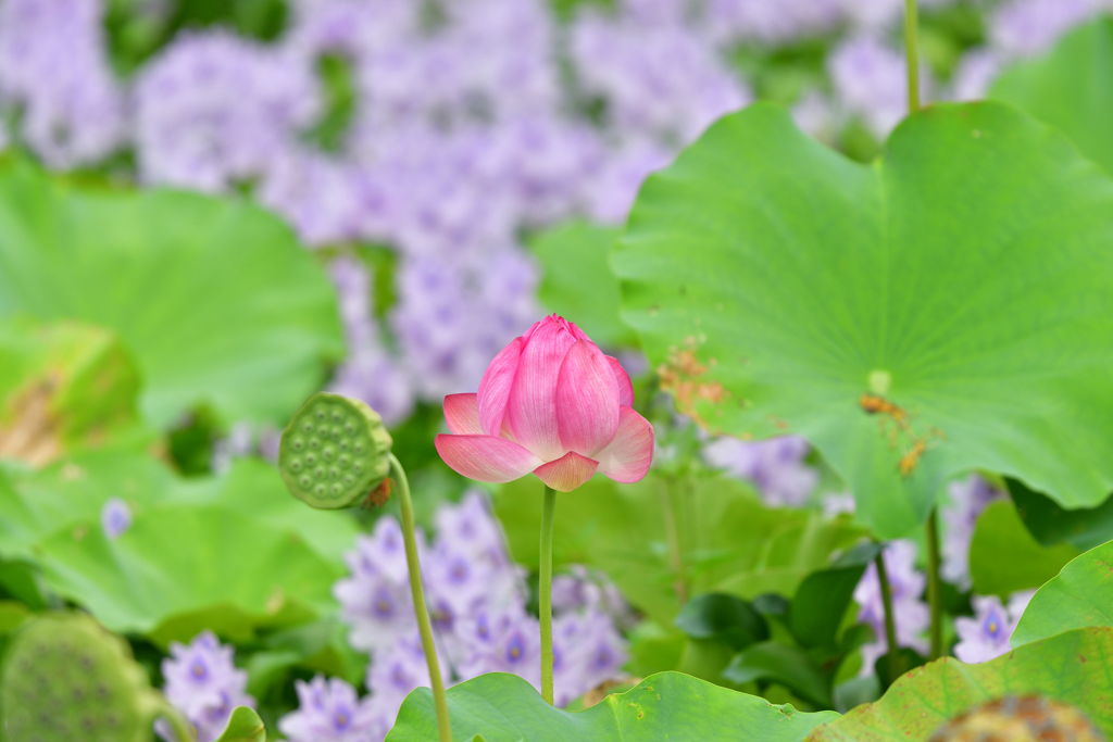 蓮とホテイアオイ