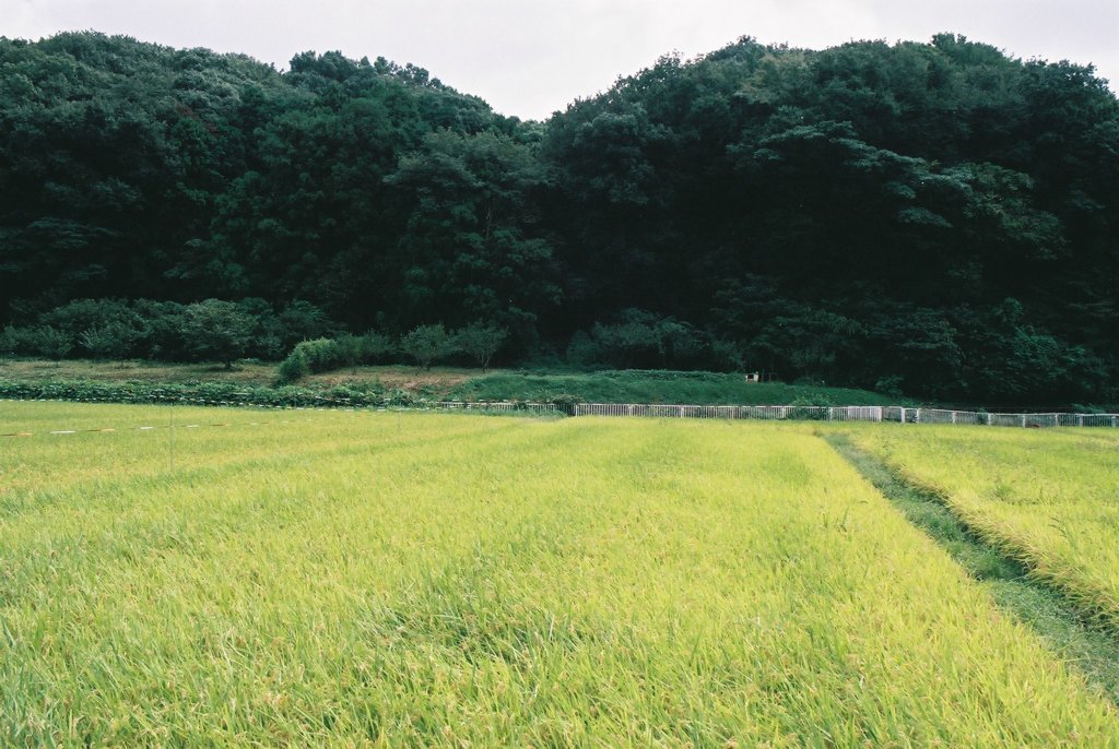 Rice field