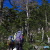 冬こそ樹林帯
