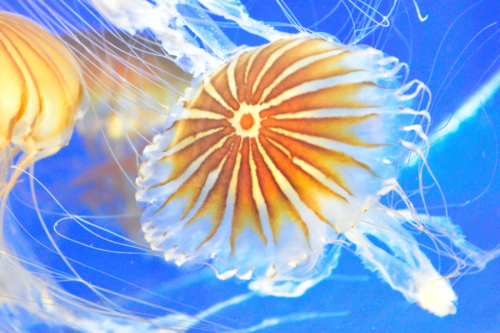 水族館にて