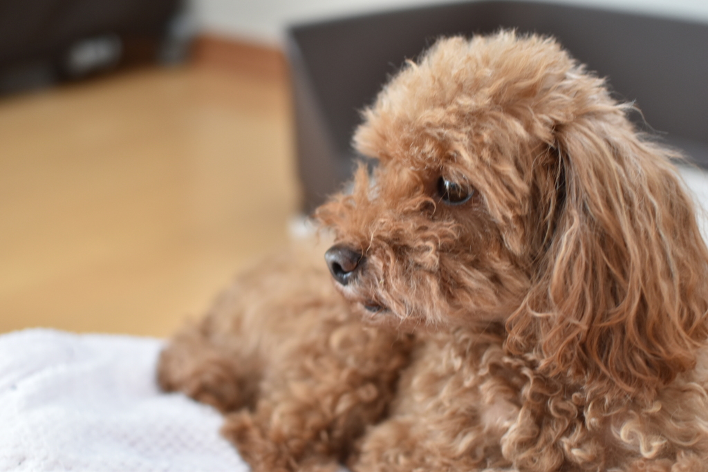愛犬