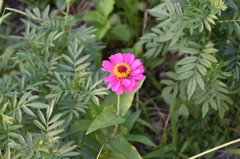 DSC_1623