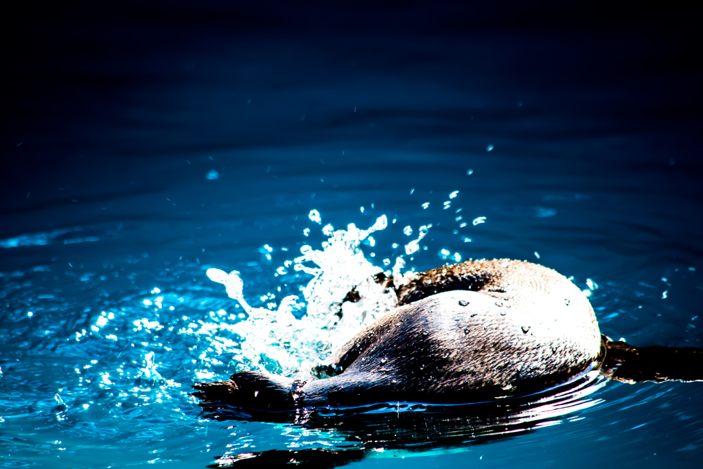 ペンギンの水遊び！