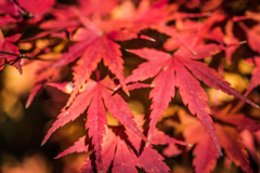 紅葉狩り
