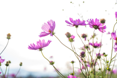 秋桜