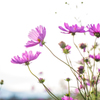 秋桜