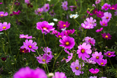 秋桜