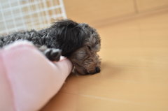 おやすみ☆