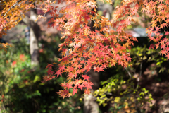 紅葉
