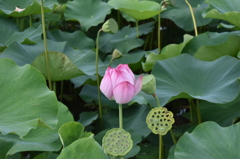 蓮の花