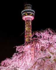 しだれ桜とマリンタワー