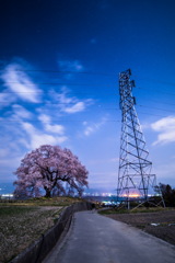 わに塚の桜と送電線