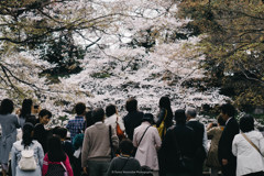 桜大好き国民