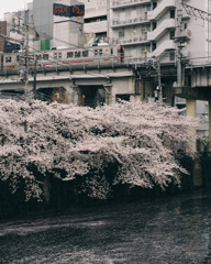 目黒川の桜と東急池上線