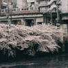 目黒川の桜と東急池上線