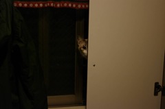 The cat