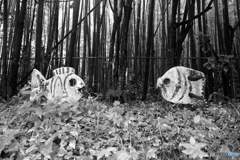 廃校になった母校の裏山です。