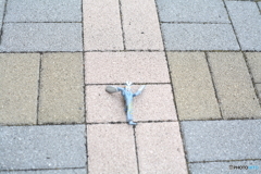 おとしもの
