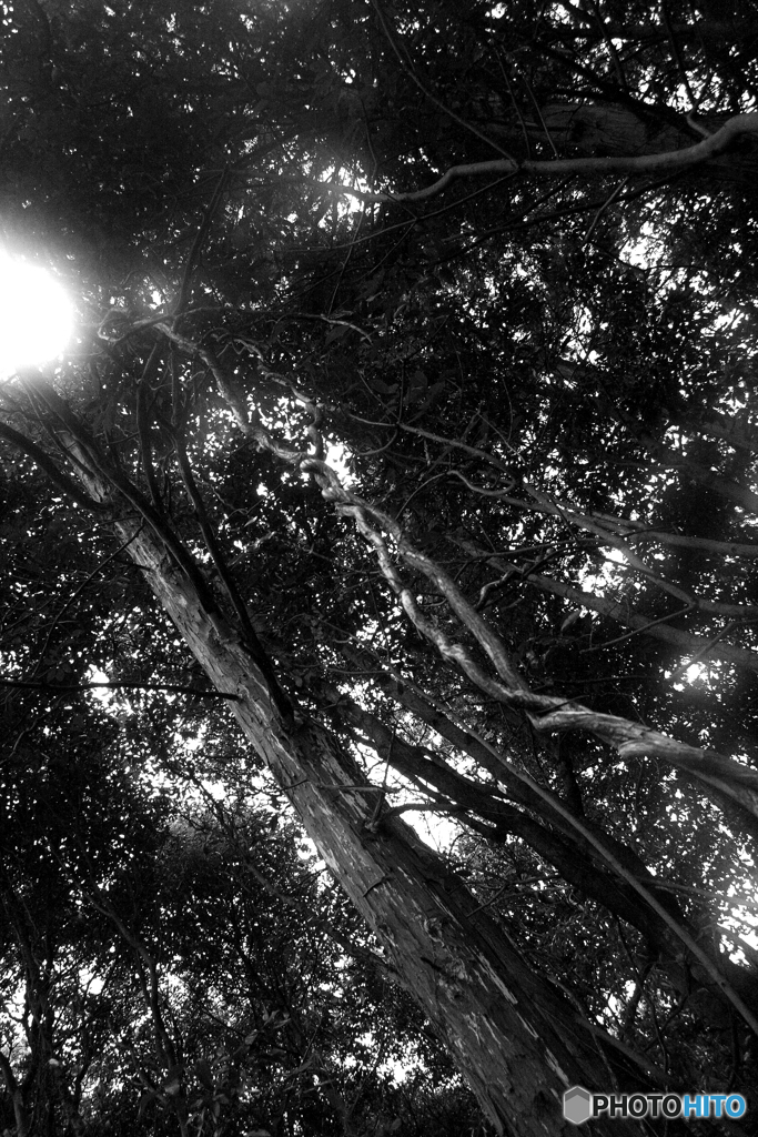 実家の裏山です。