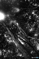 実家の裏山です。