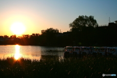 石神井公園の夕日