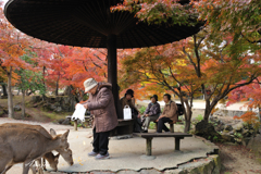奈良公園 