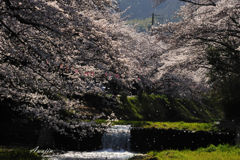 桜　（奈良）