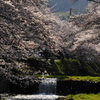 桜　（奈良）