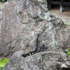 何かいる・・・。