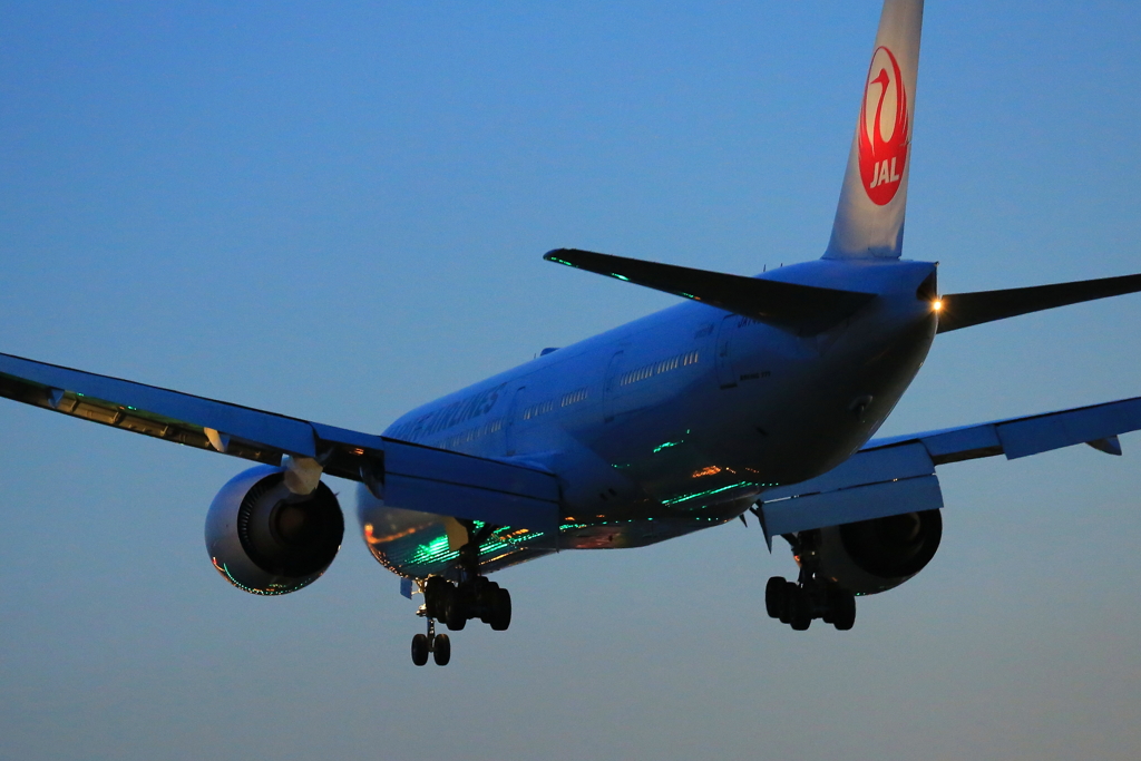 １６Lのクリスマスツリー