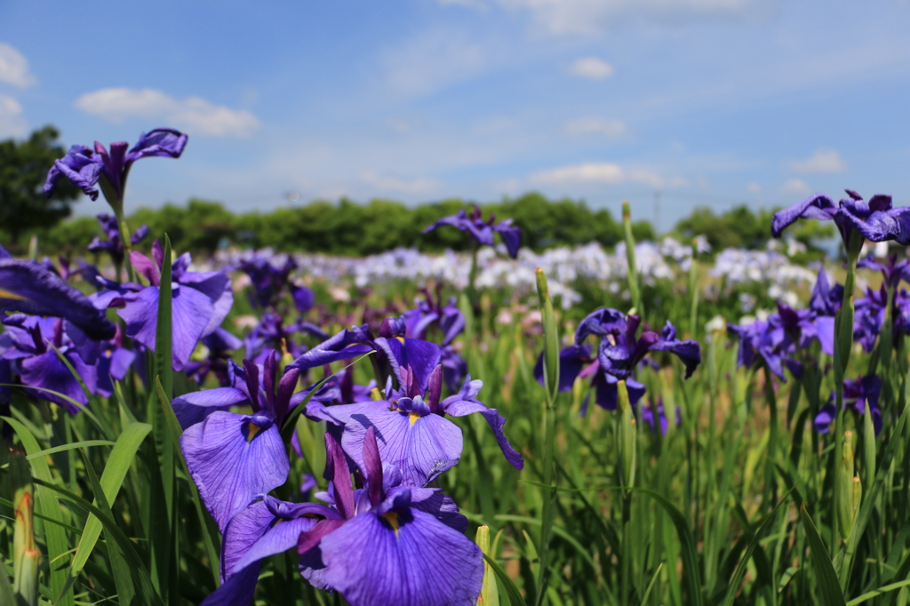 鳥見山公園にて