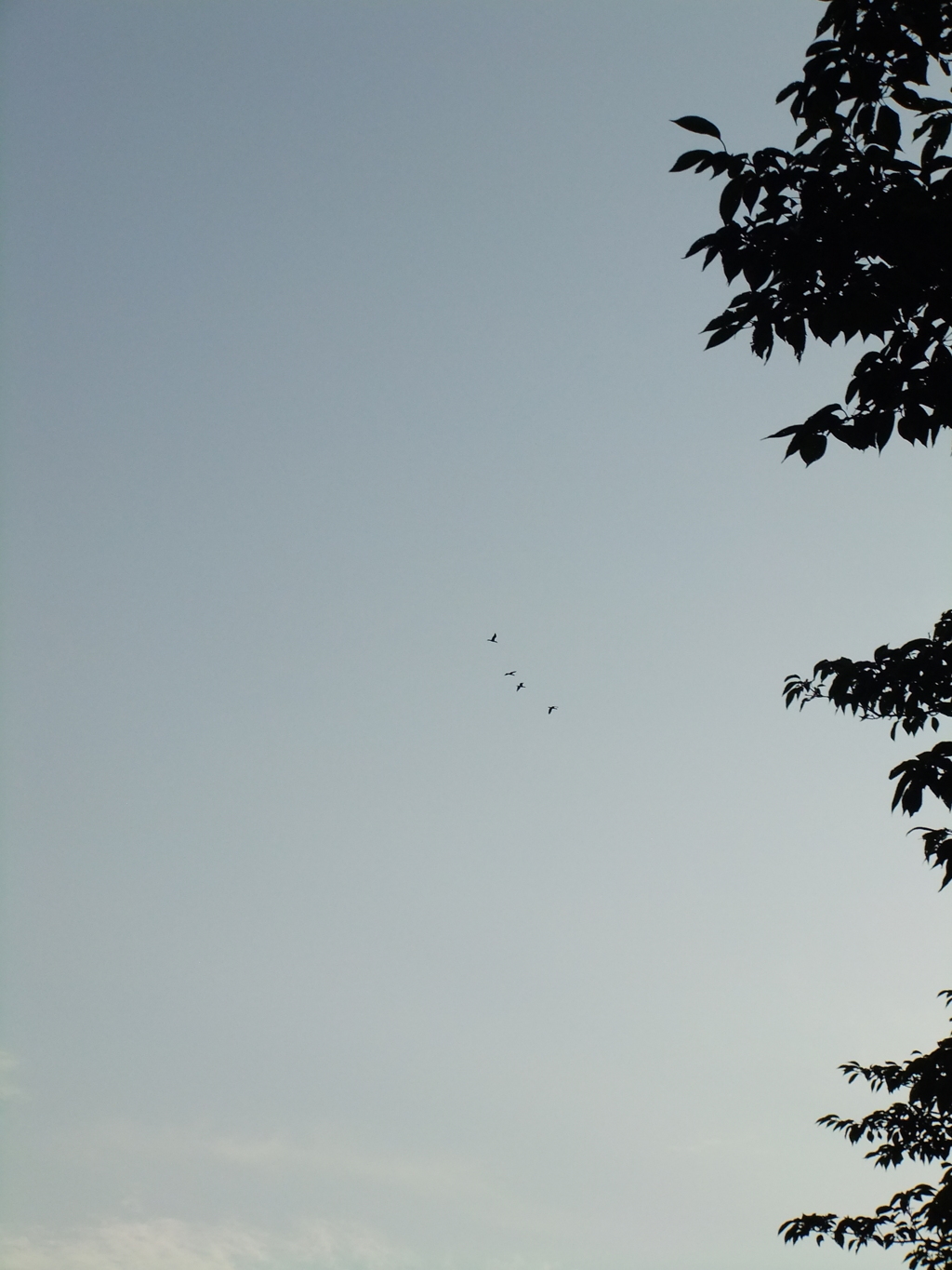 DSCF6593