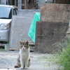 DSCF6200