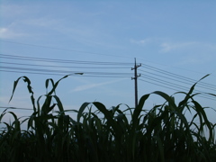 DSCF5880