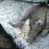 DSCF6524