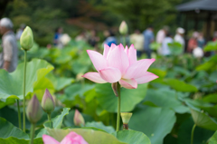 Lotus