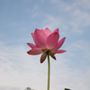 Lotus in the sky