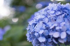 Hydrangea