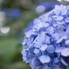 Hydrangea