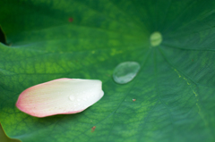 Petal
