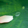 Petal