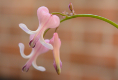 Dicentra peregrina