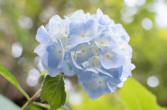 Hydrangea