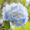 Hydrangea