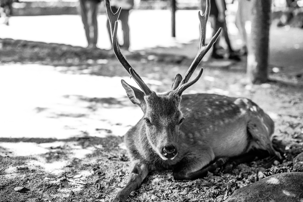 mono deer