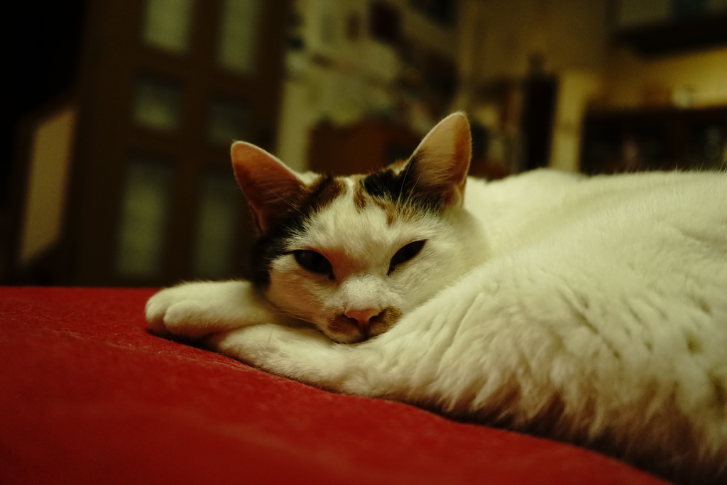 NEKO.005