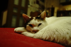 NEKO.005